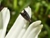 Glyphipterix sp.